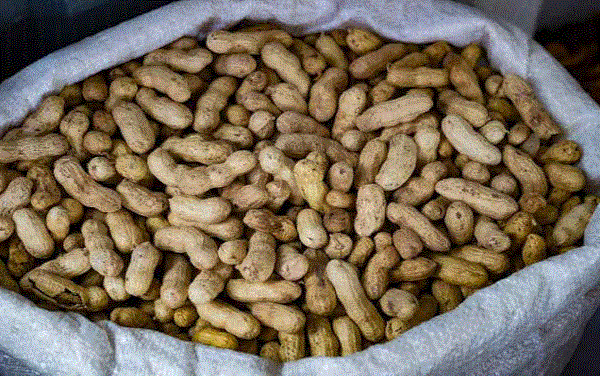 How Do Peanuts Grow?