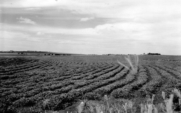 History of Virginia Peanuts